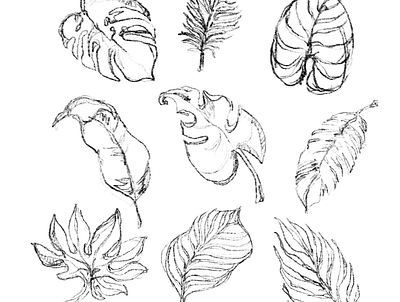 tropical leafs, sketch, croquis leafs sketch tropical