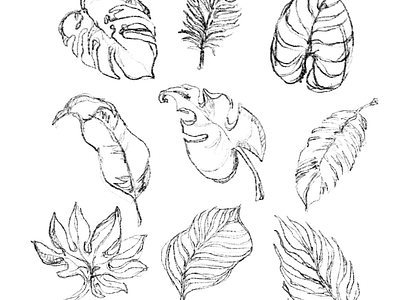 tropical leafs, sketch,