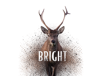 BRIGHT . branding dispersion effect graphic design typography
