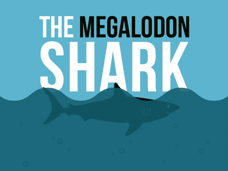 Megalodon Shark Infographics infographics jquery page parallax sea shark water website