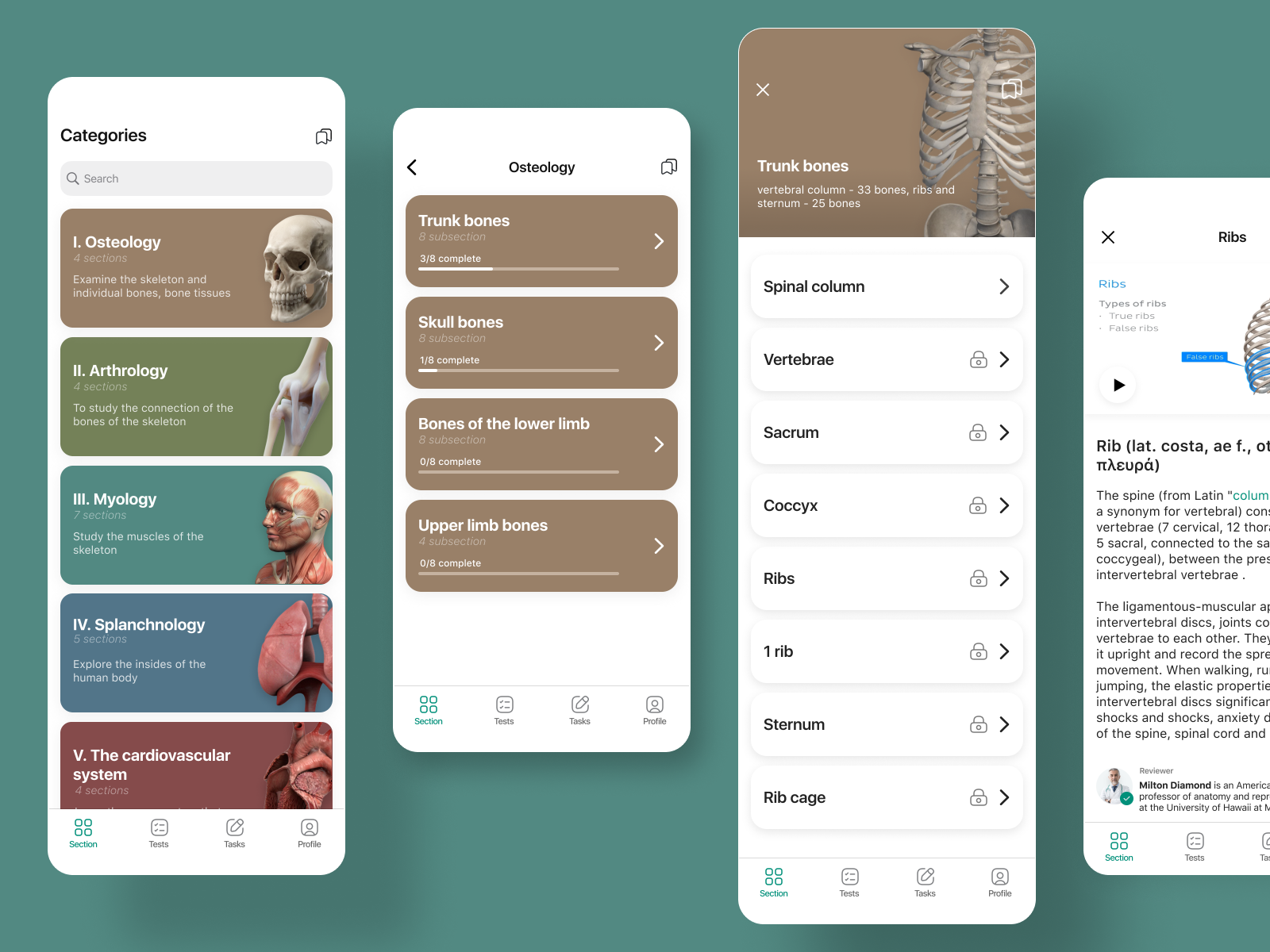 Anatomy app categories by Elizaveta Bolshunova on Dribbble