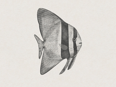 Batfish art batfish digital drawing fish graphic design illustration sketch