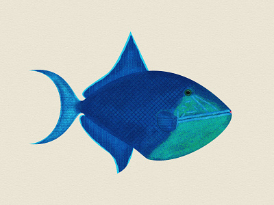 Redtooth triggerfish digitalart digitalpainting fish graphic design illustration triggerfish