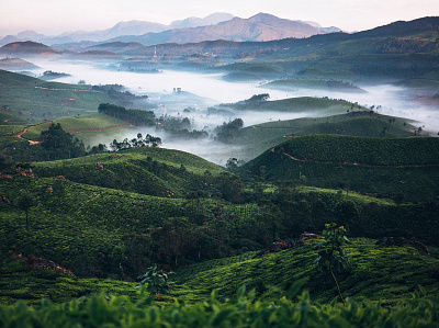 Tea plantations. India travel
