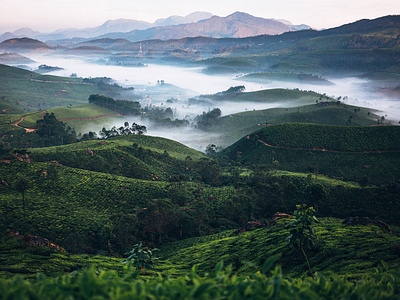 Tea plantations. India