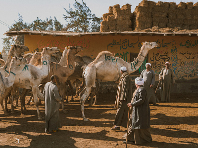 The biggest camel market in the North Africa