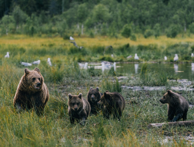 Wildlife in Finland