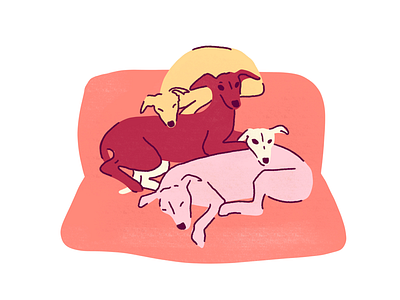 4 iggy dogs chilling on a sofa