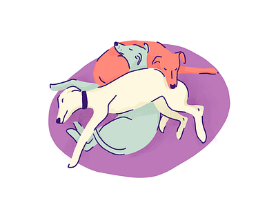 3 iggy dogs sleeping