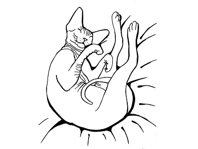 Sphynx Cat Sleeping - Line Drawing alien animal drawing big ears cat illustration cat sleeping creepy kitty sphynx cat weird cat wrinkly cat yoga yoga cat