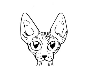 Sphynx Cat - Line Drawing Comic Style by Ana Novakovic on Dribbble