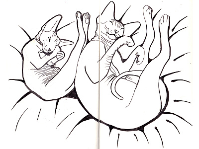 Sleeping Cats - Scan from a sketchbook adorable animal portrait animals bubbles cat cat sleeping cute hairless cat naked cat sphynx sphynx cat