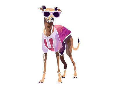Fashionable Iggy Dog cutout style dog in sunglasses dogs wearing clothes fashion fashionable dog greyhound iggy dog italian greyhound whippet