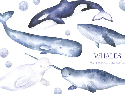 Ocean Whales Watercolor Collection adobe photoshop beluga whale blue whale clipart graphic design illustration narwhal nautical clipart ocean clipart poster sea clipart seamless pattern sperm whale wall art watercolor watercolor whale whale
