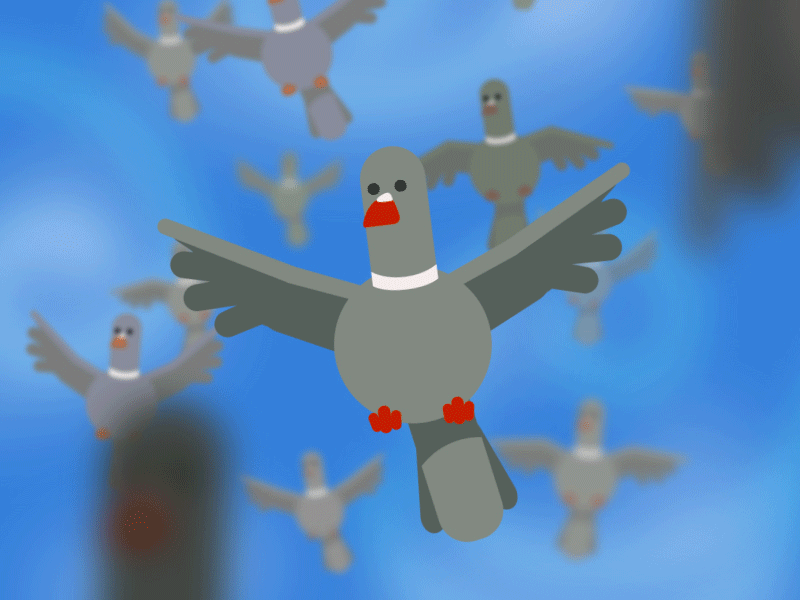 Pigeon flock aftereffects animal animation doodle mograph motiongraphics pigeon sketch vector