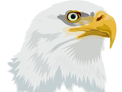 Eagle Head illustration animation branding eagle head graphic design logo motion graphics