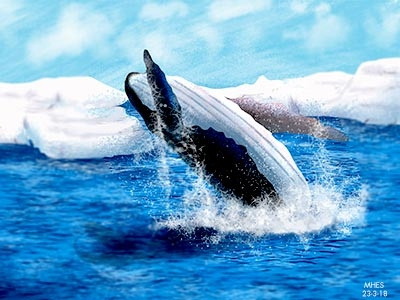 Blue Whale jumping on the sea.. :) blue whale dribbble illustration jumping realistic illustration whale