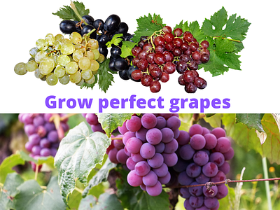 Grow perfect grapes - The Complete System concondes grapes concordes grapes cultivate grape cultivation of grapes dy grapes grade growing system grade plant grape grape growing grape planting grape propagation grow grapes grow perfect grapes growing grapes at home growing vines growing vines in containers how to grapes how to grow grapes vine