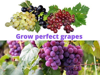 Grow perfect grapes - The Complete System