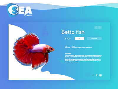 Betta Fish