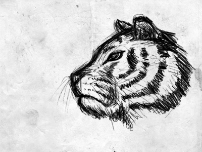 Not so silentiger animation doodle frame by frame illustration roar silentiger sketch tiger