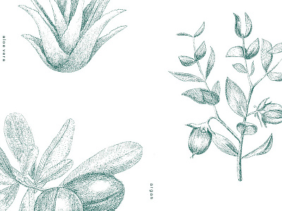 Cosmetic Ingradients cosmetic detail drawing green illustration nature photoshop plant sketch vintage