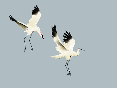 Cranes animal bird crane flying illustration minimal nature pastel photoshop procreate red sketch texture wings