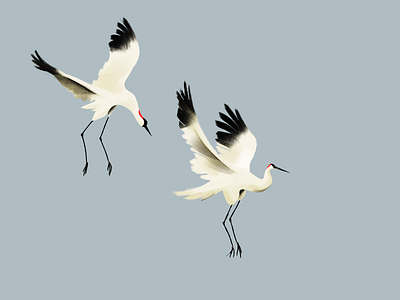 Cranes