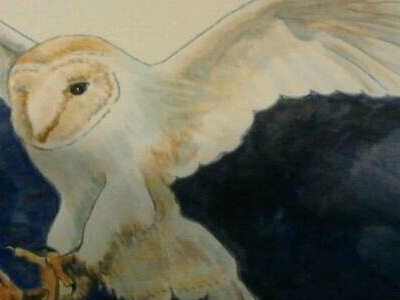 Barn Owl animals bird childrens books education illustration ink owl owls traditional watercolor