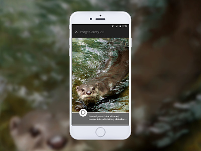 Otters! Sequential Gallery D made with invision mobile prototype ux wireframe