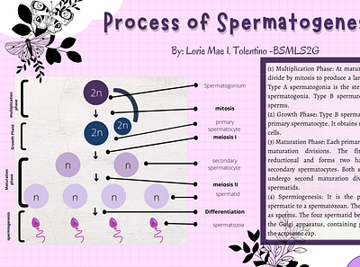 Process of Spermatogenesis 3d animation graphic design logo motion graphics ui