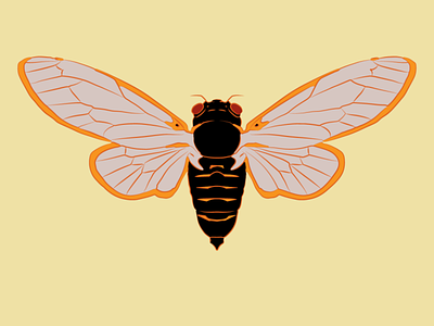 my Cicada cicada graphics illustration insects vector