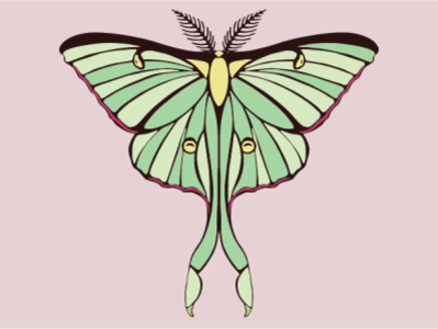 Luna Moth graphics illustration insect luna moth vector