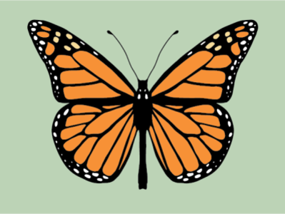 Monarch butterfly graphic illustration insects monarch vector