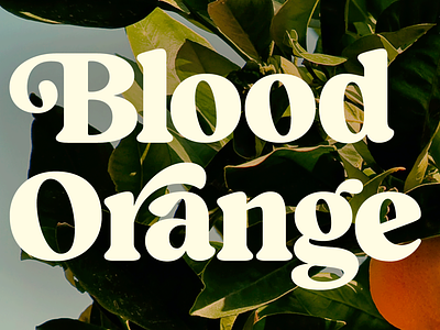 Blood Orange Typeface benguiat bold design font itc logo souvenir swash typeface typography vintage