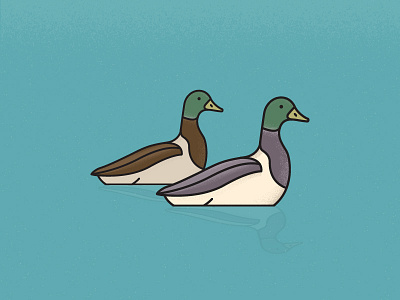Ducks bird duck illustration pond quack
