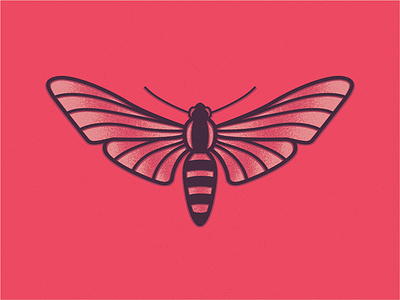 Moth illustration moth vector