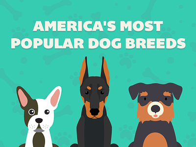 America's Most Popular Dogs. america bulldog doberman pincher dog dogs rottweiler
