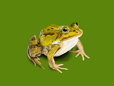 The Frog - Digital Painting art bali design digital digital painting graphic design illustration