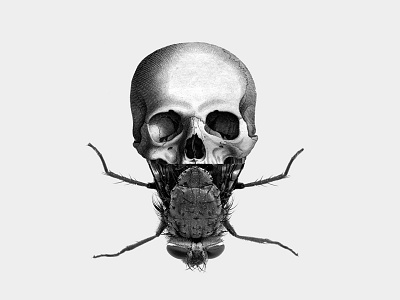 Skull/Fly