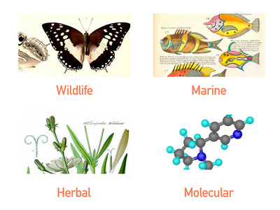 Scientific illustration services custom illustration digital illustration scientific illustration