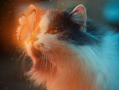 Cat and Butterfly butterfly cat glow graphic design mattepainting photoshop