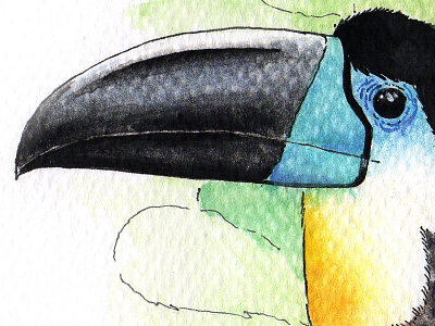 Colombian Toucan acuarela avetucán bird illustration ilustración toucan watercolor