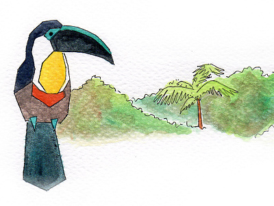 Colombian Toucan acuarela color dibujo drawing illustration ilustración toucan tucán watercolor