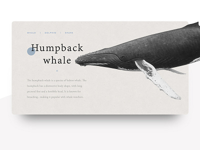 Whale animal classic clean ocean serif texture web design whale