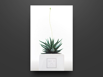 Daily Practice clean graphic green minimalism plant poster succulent