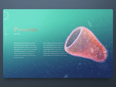 The Strangest Jellies #2 sea web design