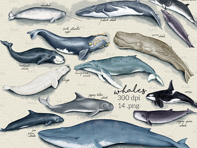 Digitally Watercolored Set of Whales Illustrations digital clipart digital illustration digital watercolor illustration illustration png watercolor clipart watercolor graphics