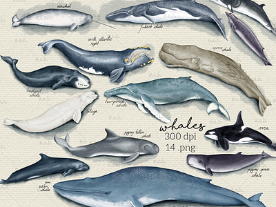 Digitally Watercolored Set of Whales Illustrations