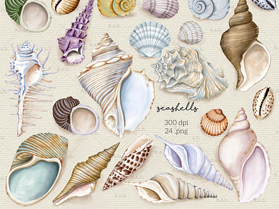 Collection of Sea Shells digital clipart digital illustration digital watercolor illustration illustration ocean elements png sea shells graphics watercolor clipart watercolor conch shells watercolor graphics watercolor nautical clipart watercolor sea shells clipart